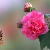 彤彤的头像