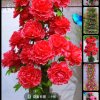 春暖花开的头像