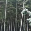 清凉一夏的头像