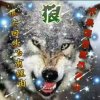 狼图腾的头像