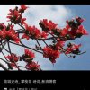 含羞草的头像