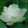 百果园的头像