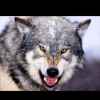 来自北方的狼的头像