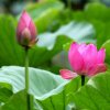 感恩有您的头像
