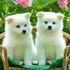 水仙花的头像
