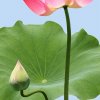 幸福人生的头像