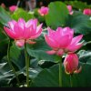 一生平安小号《拒私信》的头像