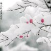 寒梅傲雪的头像