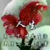 人生如梦的头像