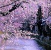 Eternal的头像