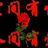 开心果的头像