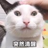 看你笑的头像