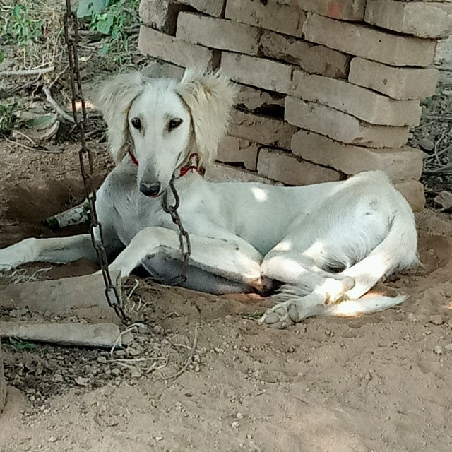 爱犬猎人的头像