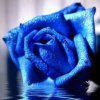 蓝蔷薇的头像