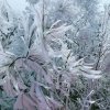 茉莉花的头像