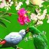 愤怒的小鸟的头像