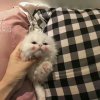 请让的头像