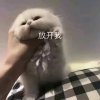 轻描淡写的头像