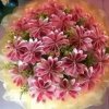 花の物语的头像