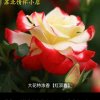 疯子（）的头像