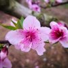 Narcissu的头像