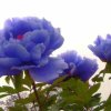 芸的头像