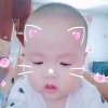 短腿的猫的头像