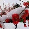 六星寒梅傲雪[忙碌中]的头像