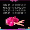带刺的玫瑰的头像