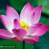 兰花香(拒绝私聊)的头像