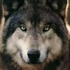 塔尔狼的头像