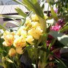 无忧花的头像