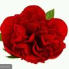 红牡丹的头像