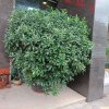 开心快乐（暂停）！的头像