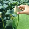 温暖的头像