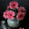 菲tongfanxiang的头像