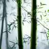 竹韵的头像