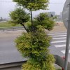 向往从前的头像