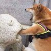 逾埠涪的头像