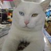 小猫咪的头像