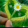 风云(忘忧草)的头像