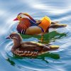 鸳鸯戏水的头像