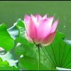 雨后彩红的头像