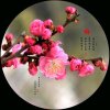 梅《退出K歌》的头像