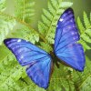 亚马逊的蓝蝶的头像