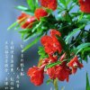 叶焕荣的头像