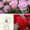 大燕子的头像