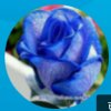 蓝玫瑰的头像