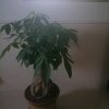 珑玲的头像