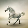 骏马的头像